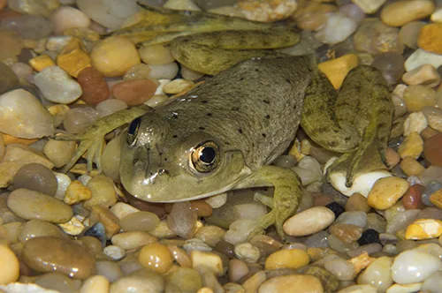 Baby frog in aquarium habitat