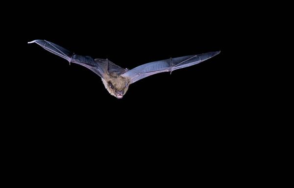 Bats flying out of a cave at dusk