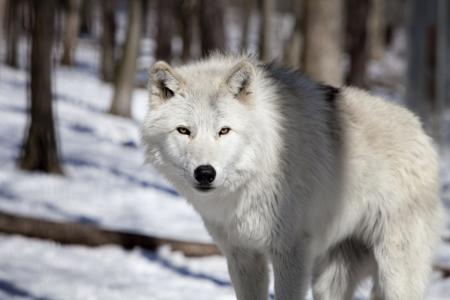 A tundra wolf in a cold, open landscape