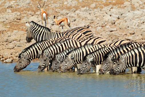 A herd of zebras drinking at a waterhole while one keeps watch