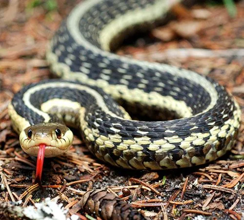 Butler's garter snake on the ground