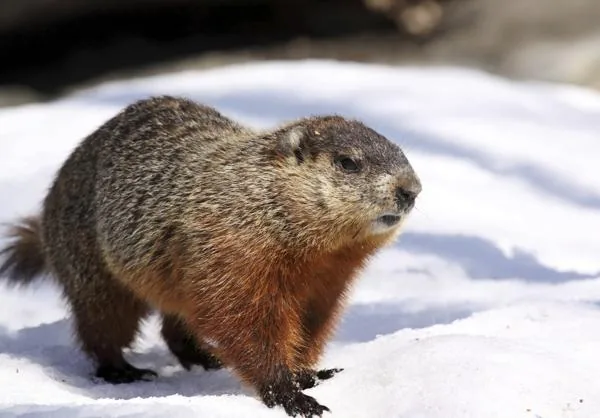 A groundhog / woodchuck sitting on snow