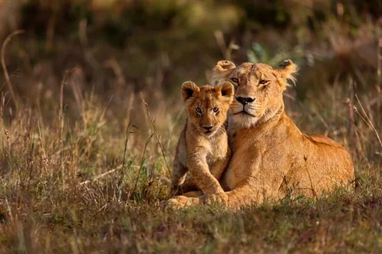 Lion mother and young