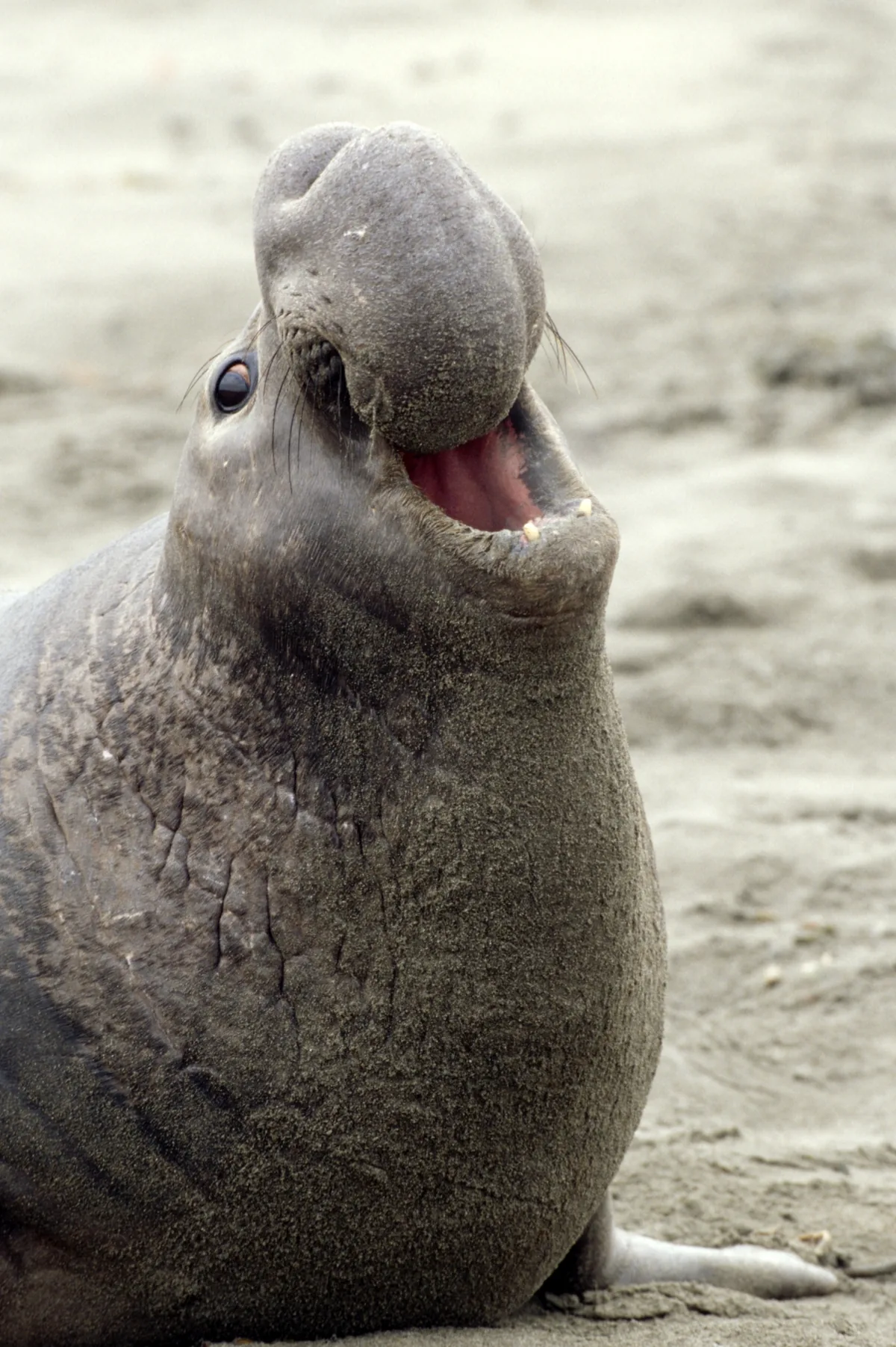 Adult male elephant seal with massive inflatable proboscis nose, on a beach