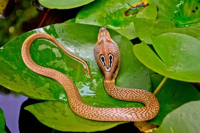 Baby cobra, tiny but already capable of delivering venom