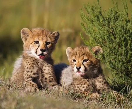Cheetah cubs