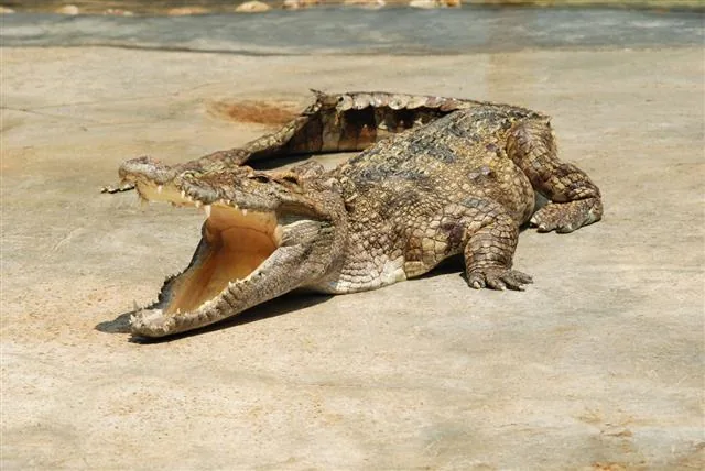 A crocodile half-submerged in a river, waiting for prey