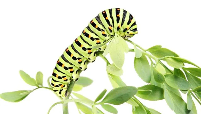 Caterpillar crawling along plant leaves