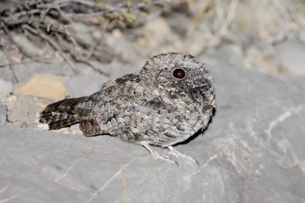 A Common Poorwill bird resting on a rock, perfectly camouflaged