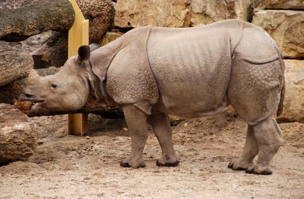 Javan rhinoceros