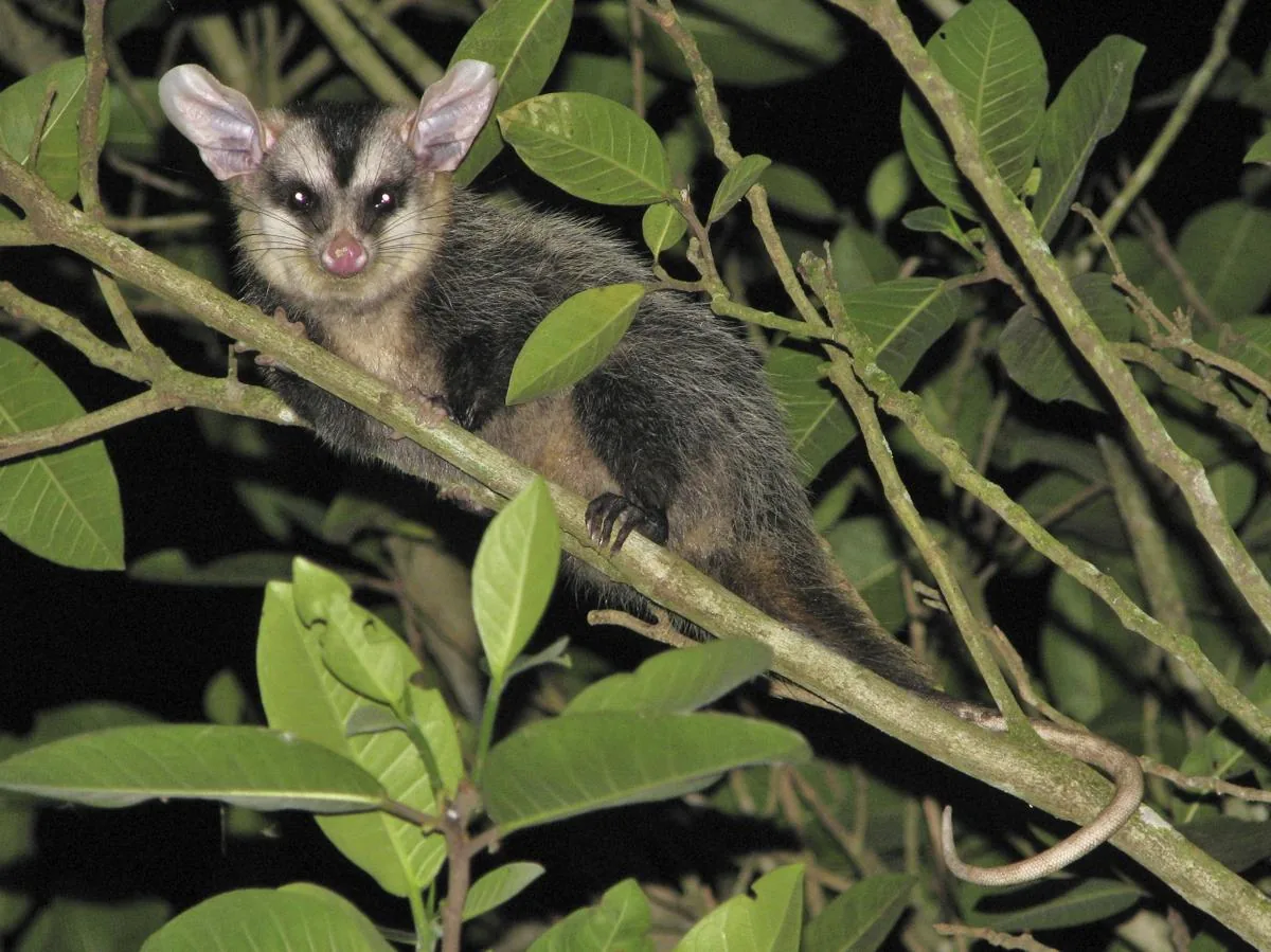 White-eared Opossum
