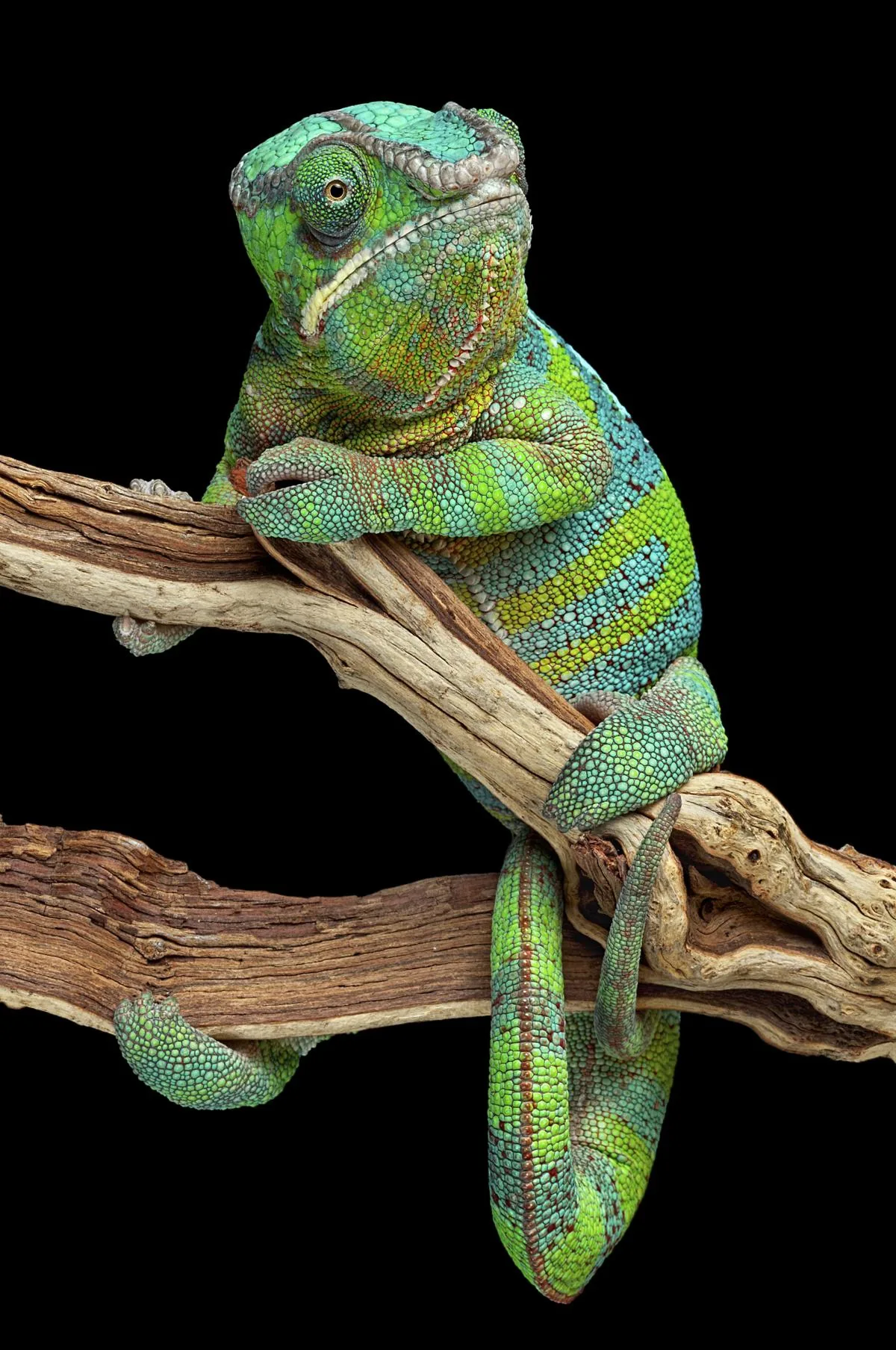 Chameleon wrapped around a branch using its prehensile tail