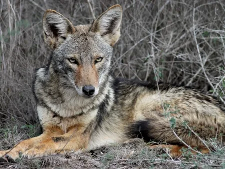 Central U.S. coyote resting in grass
