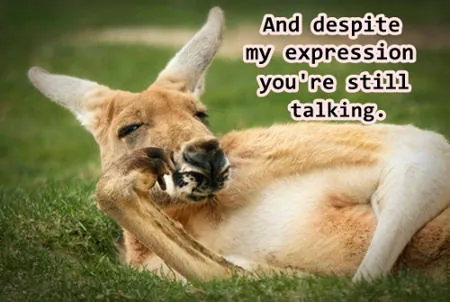 Exasperated kangaroo