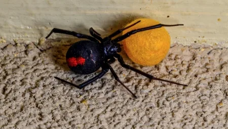 Female redback spider with distinctive red stripe on black abdomen