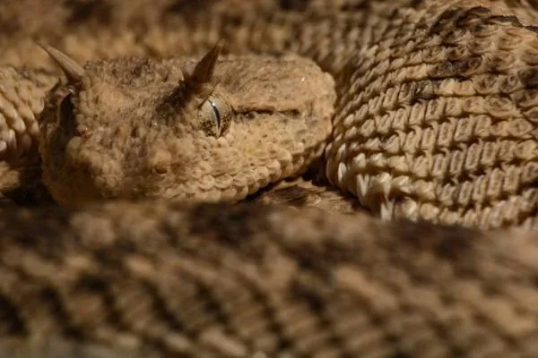 Horned viper coiled in desert sand