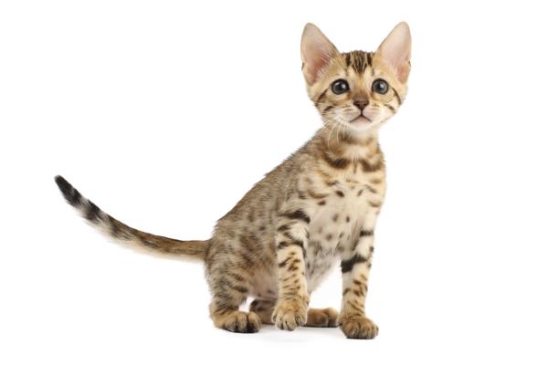 Cute kittens