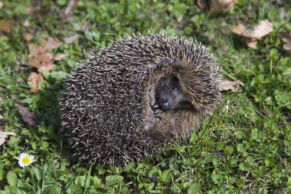 A hedgehog curled up, showing its spiny back