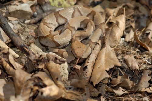 Copperhead snake among dry leaves