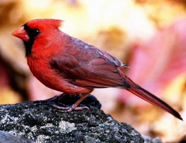Northern cardinal male, brilliant red plumage on a tree branch