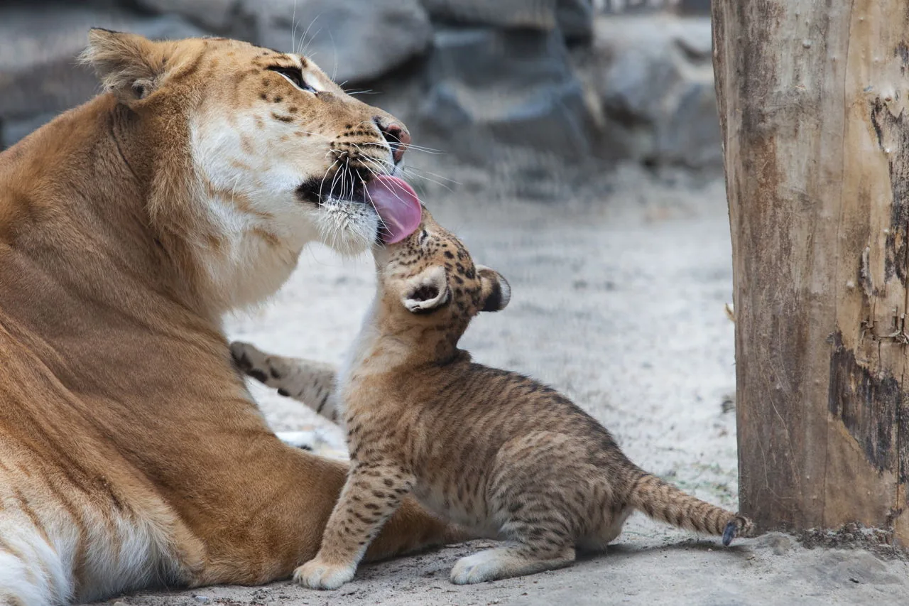 A liger resting, showing its enormous size and faint tiger stripes on a sandy lion-like coat
