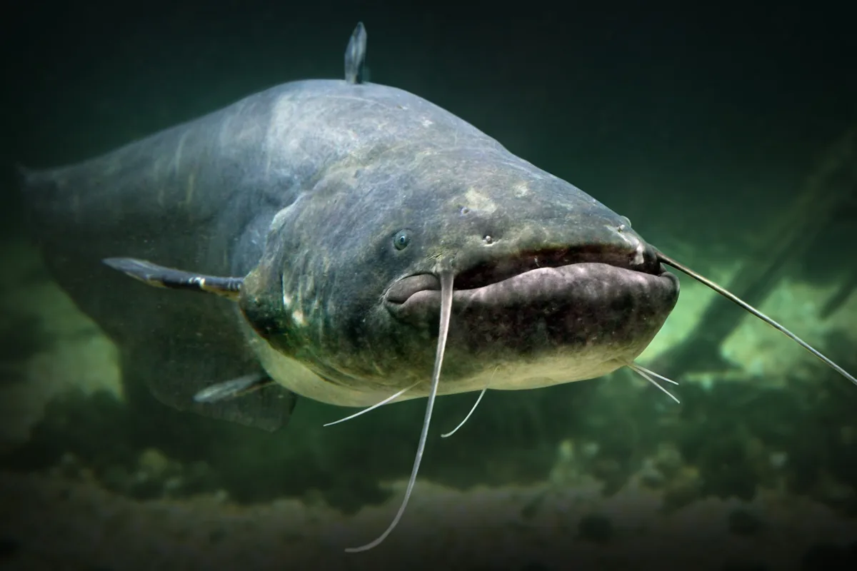 A catfish gliding along a riverbed