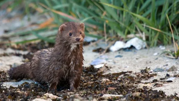An American mink moving at night along a riverbank, hunting for prey