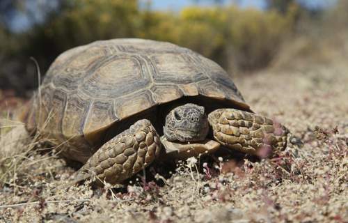 Desert tortoise walking