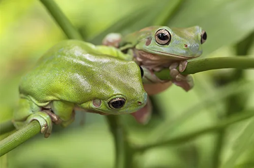 Australian green frogs on trees