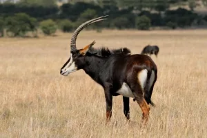 Sable antelope, the national animal of Zimbabwe