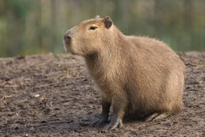 Capybara near a river in South America
