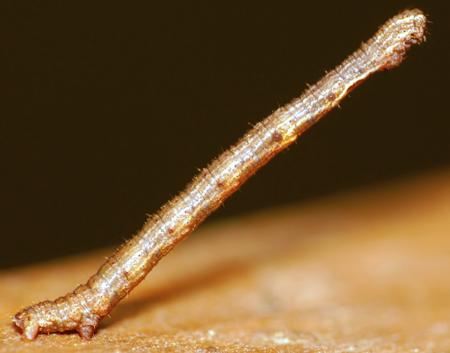 Inchworms in two different colors, one brown, one green
