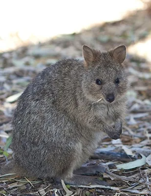 Quokka, a small kangaroo of southwestern Australia