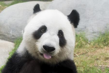 Giant panda