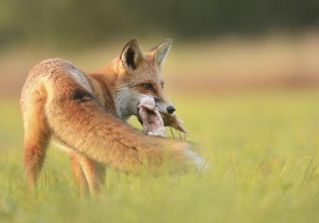 A red fox eating, close up of its muzzle and sharp teeth