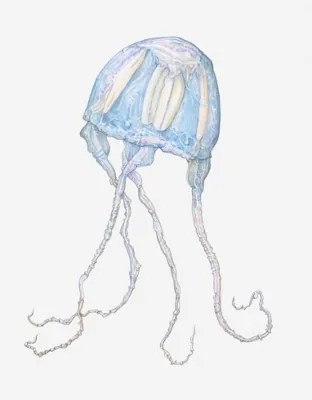 Irukandji Jellyfish