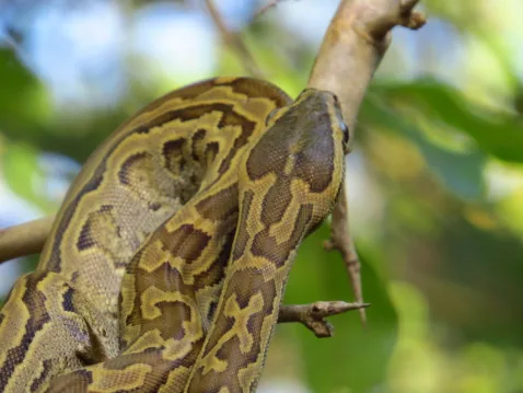 African Rock Python, largest snake in Africa