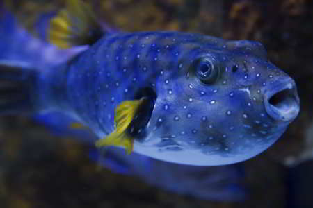 Blue Spotted Pufferfish, a blue-colored animal