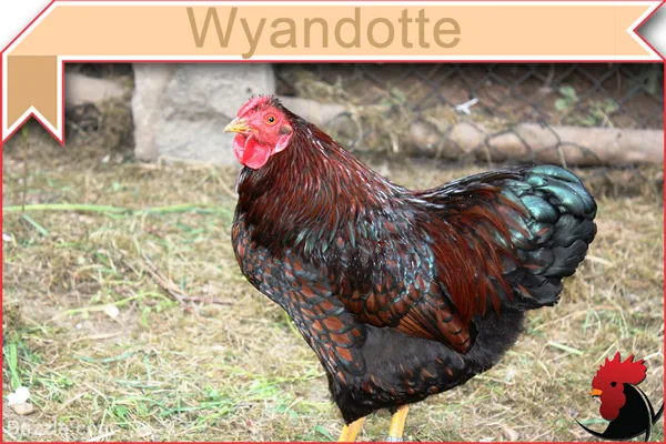 Wyandotte chicken