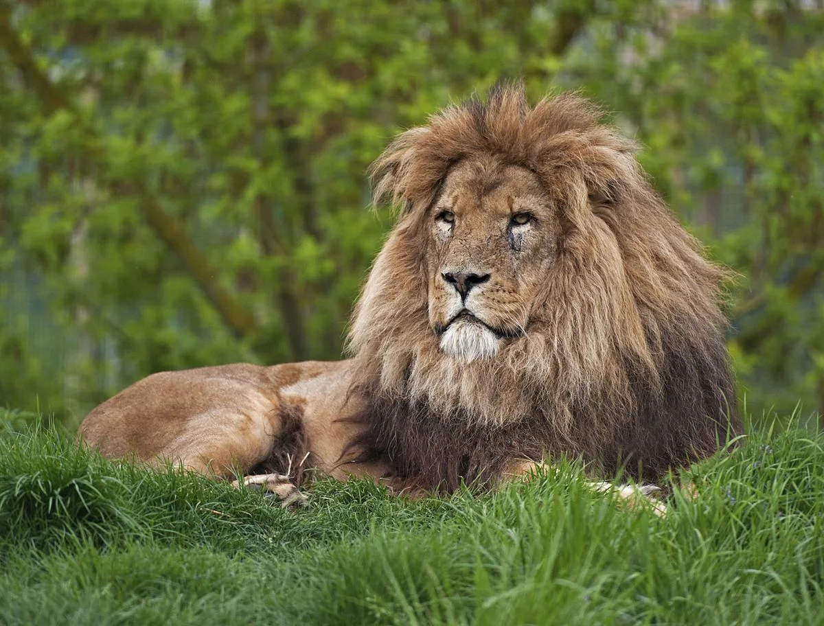 Lion sitting in open grassland habitat