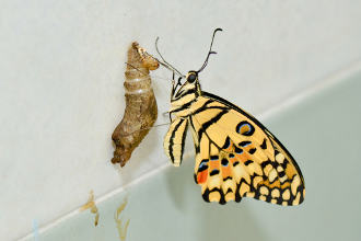 A newly emerged Monarch butterfly clinging to its empty chrysalis shell, wings still unfolding