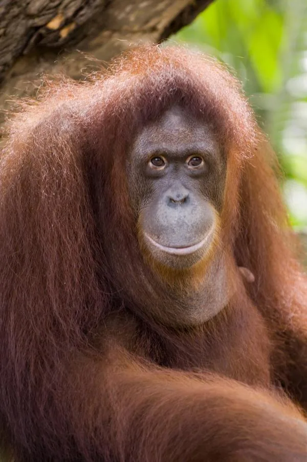 Orangutan in the forest canopy