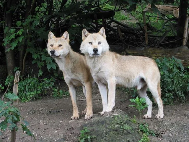 Two gray wolves standing close together in the wild
