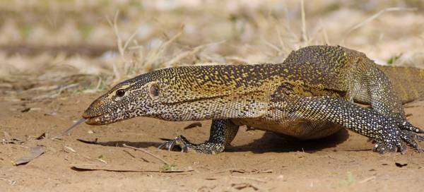Monitor lizard basking on rocks in the Sahara