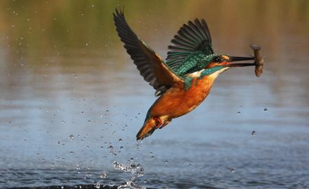 Kingfisher perched, Alcedo atthis