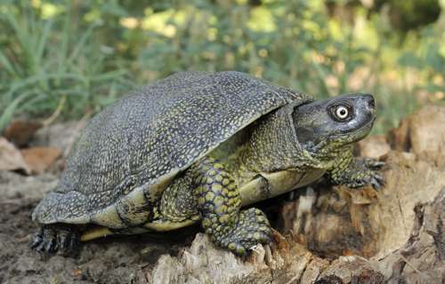 European pond turtle beside a tree stump
