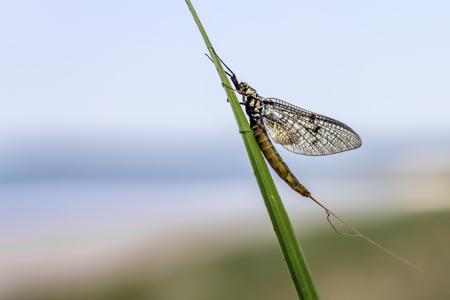 A mayfly resting with wings spread