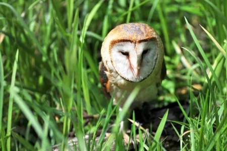 Masked Owl (Tyto novaehollandiae melvillensis)