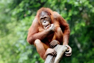 Orangutan perched in the forest canopy