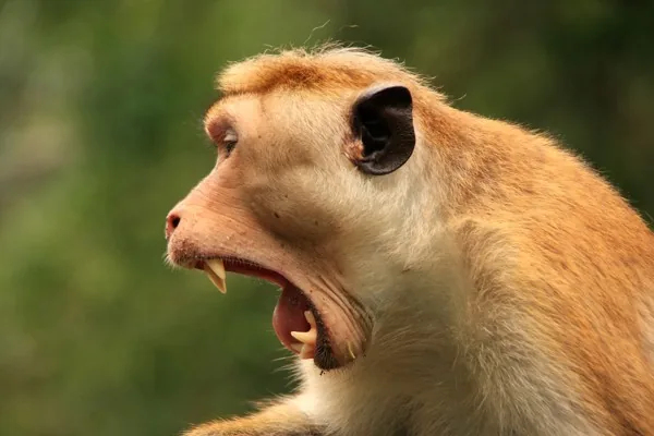 A toque macaque monkey yawning widely, displaying its teeth as a warning signal